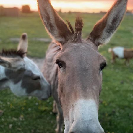 Bed and Breakfast De Wabisabiboerderij Oedelem Экстерьер фото